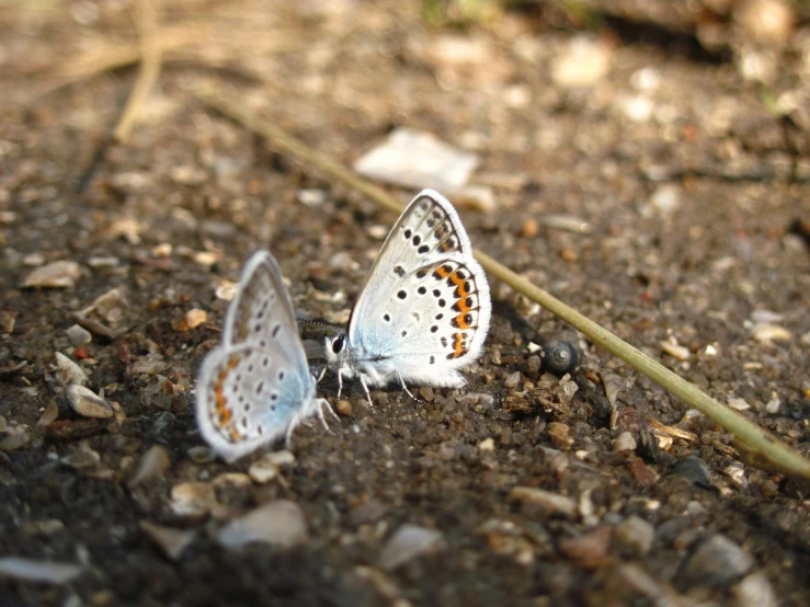 two erflies on dirt ground near each other