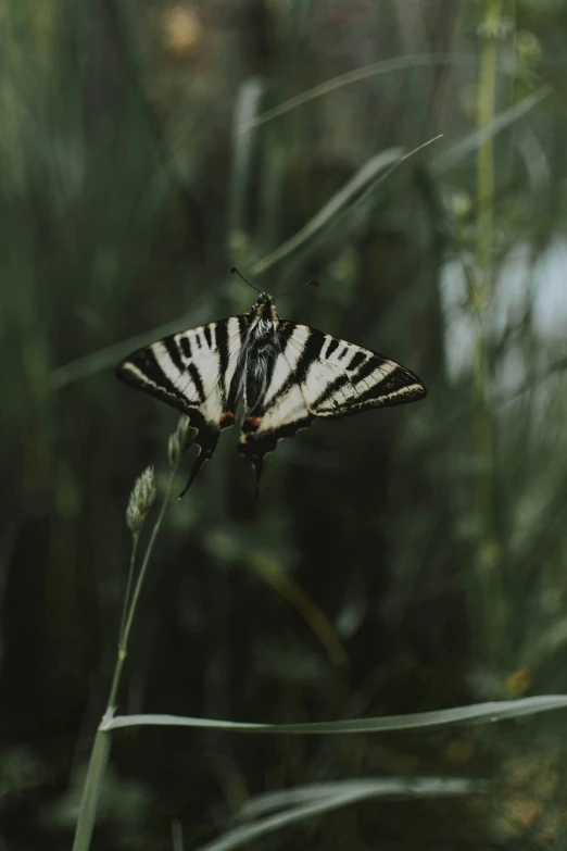 a small white and black striped erfly sitting on top of grass