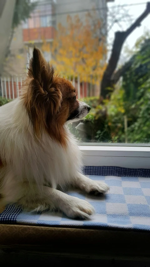 a small dog looking out of a window