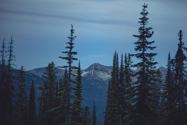 a mountain is shown through the trees and with snow