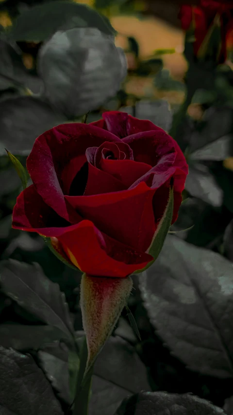 there is a red rose with white centers