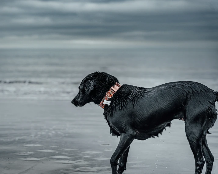 a wet black dog on a beach standing in the water