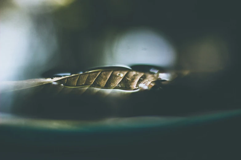 a leaf lying on a white plate that is next to the glass