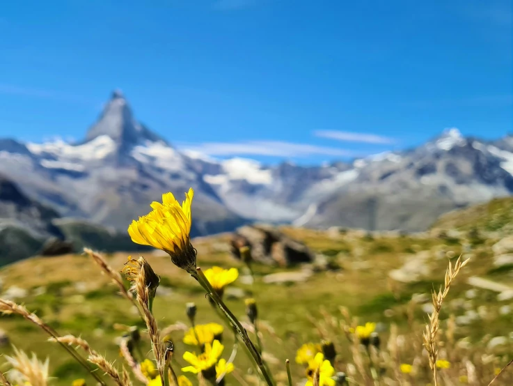flowers in front of a snowy mountain range