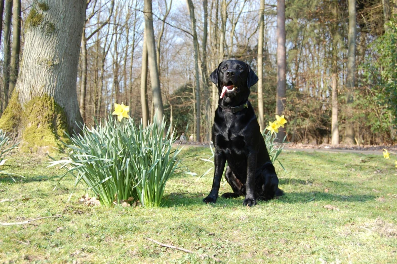black lab dog sitting in front of a small bush and trees