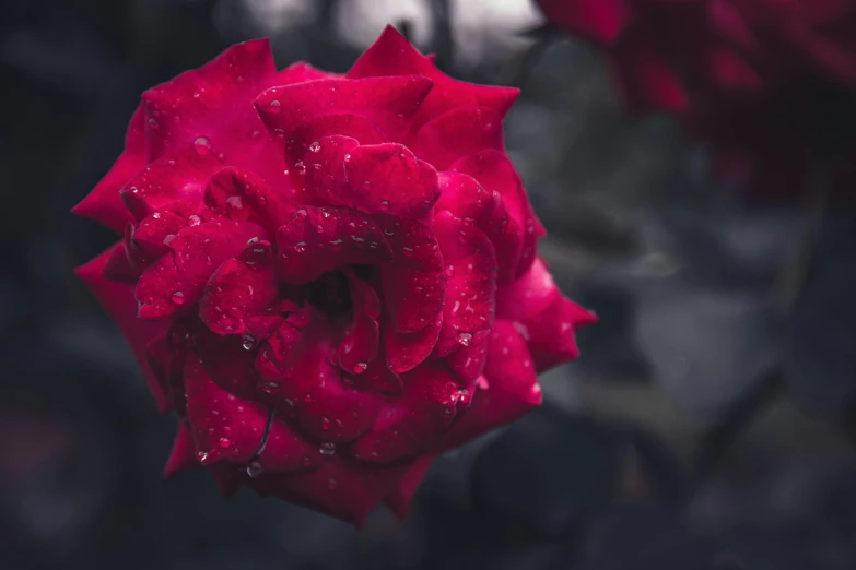 a rose covered in rain with droplets