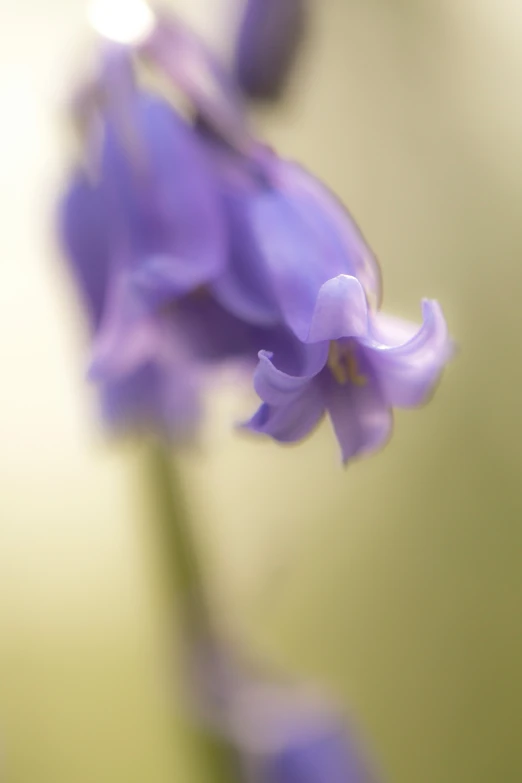 purple flowers that are blooming in the wild