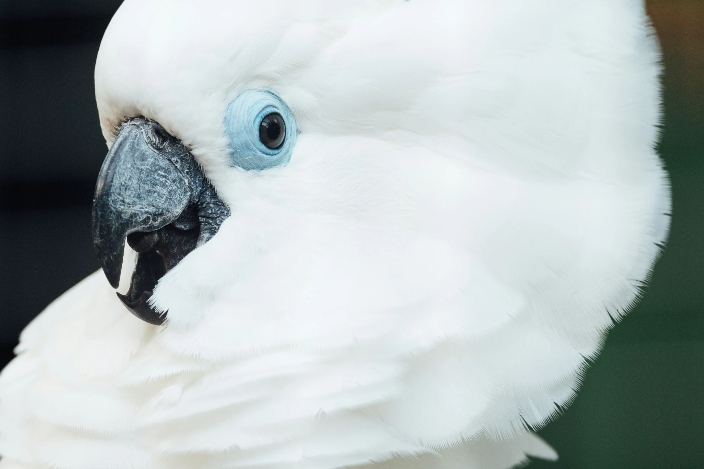 close up of a white parrot with blue eyes