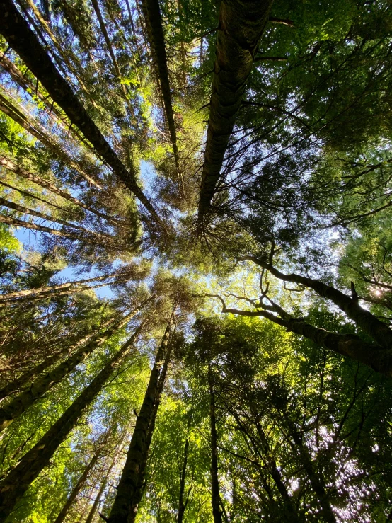 upward view of trees in a forest