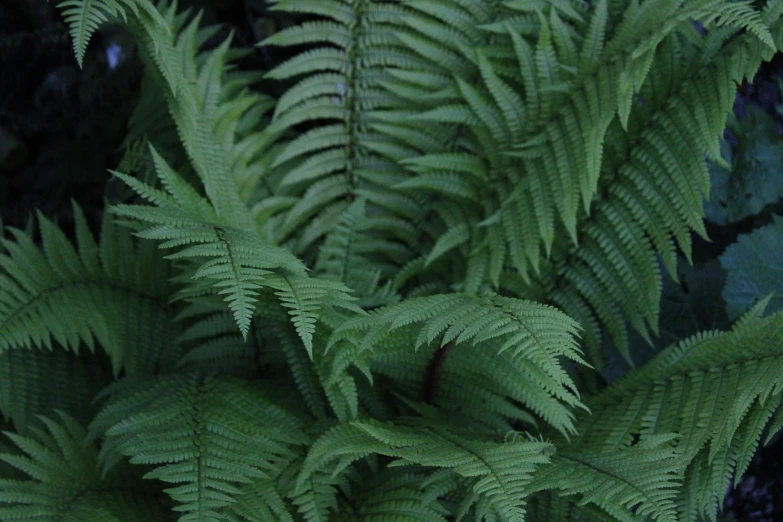 green leafy plants, mostly with dark spots