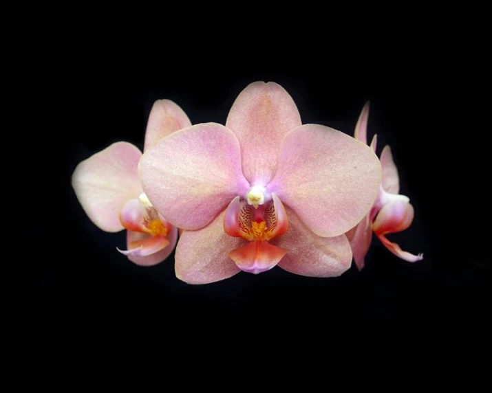 a pink orchid with white tips on a black background