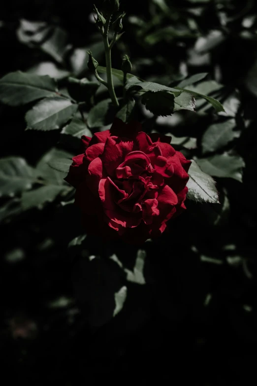 the red rose is surrounded by dark leaves