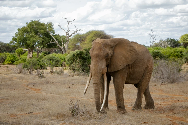 an elephant stands alone in the bushy savannah