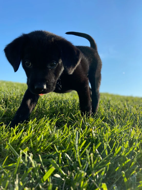 small black puppy with orange collar standing in a field