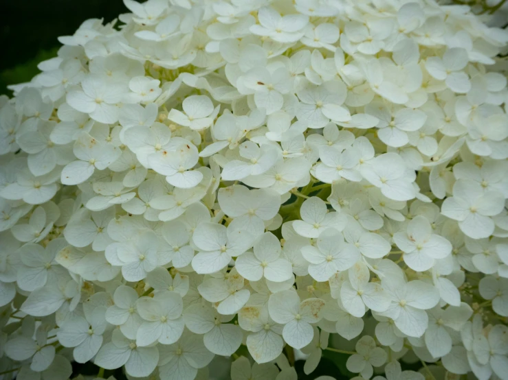 this is a closeup of some white flowers