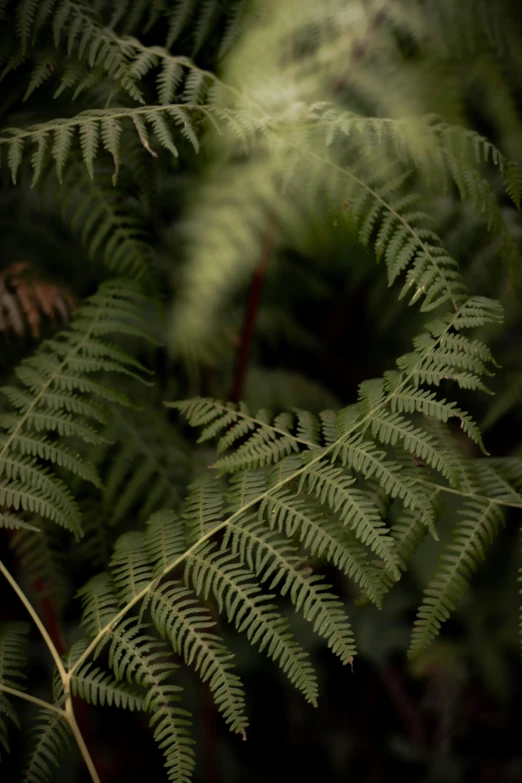 a close up of a plant with large leaves