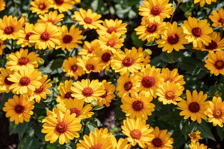 yellow flowers with red centers and leaves near green plants