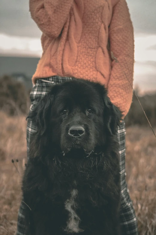 a black dog with a girl wearing a sweater in the background