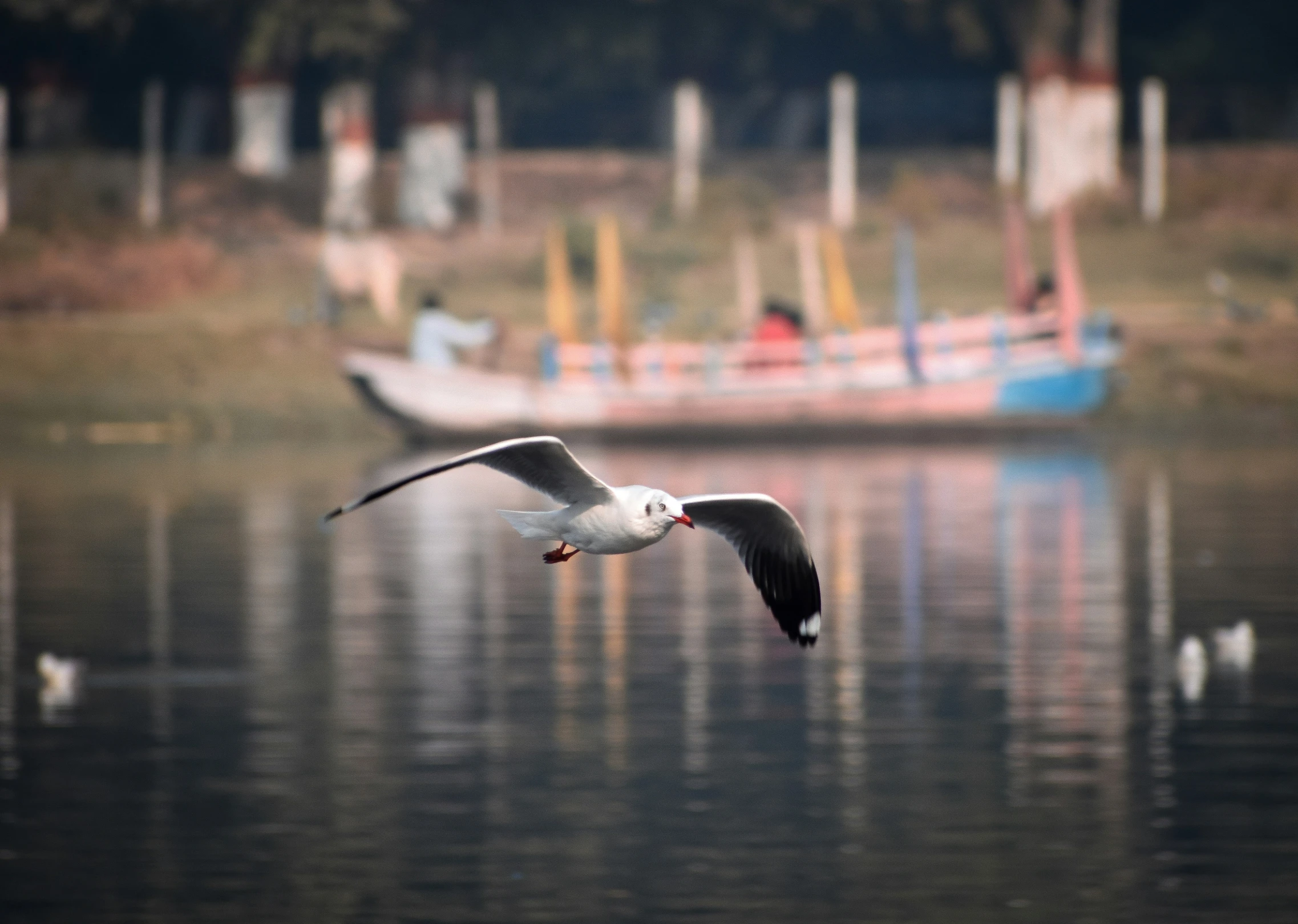 a large seagull flying over the water in front of a boat