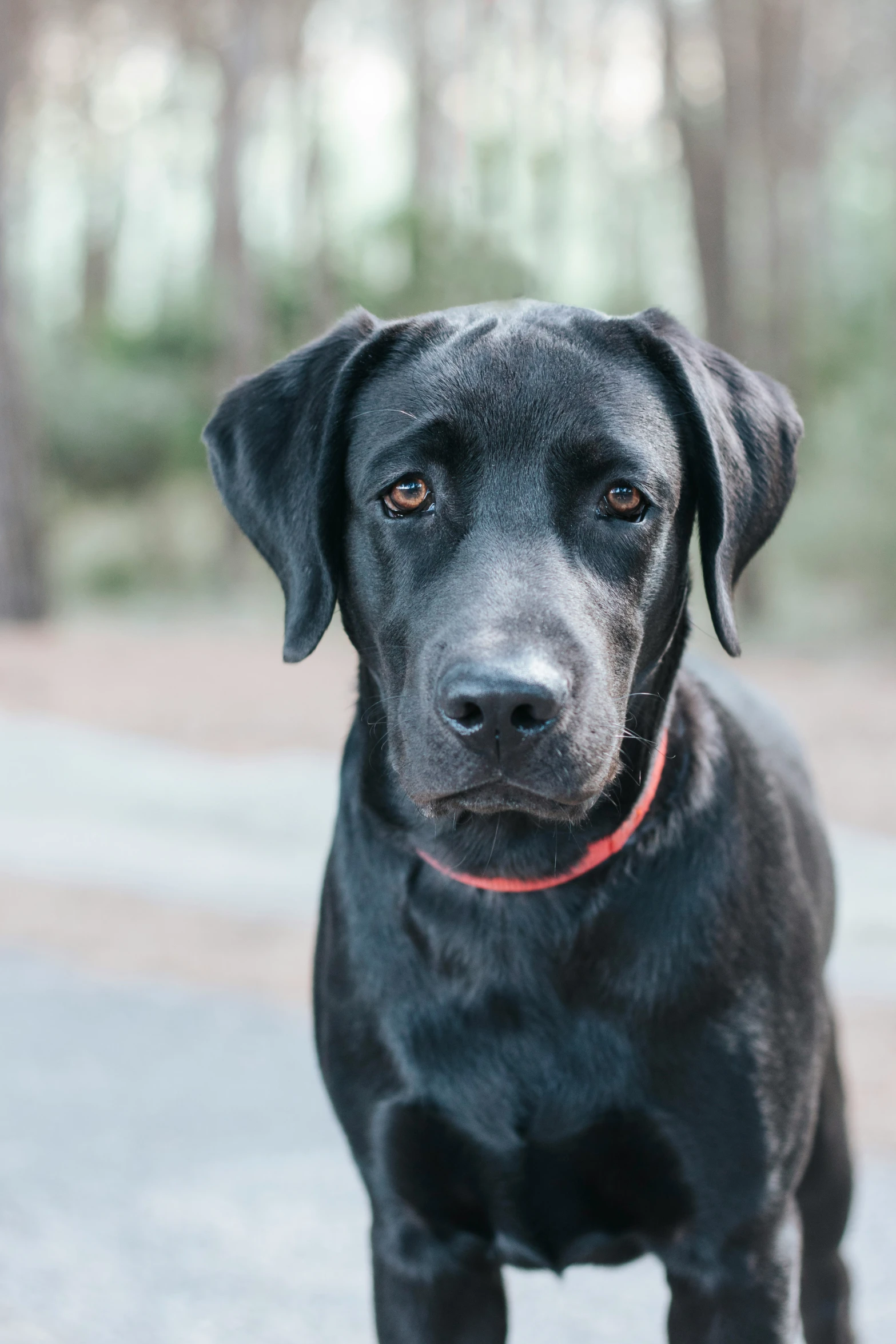 a black dog standing outside with a red collar