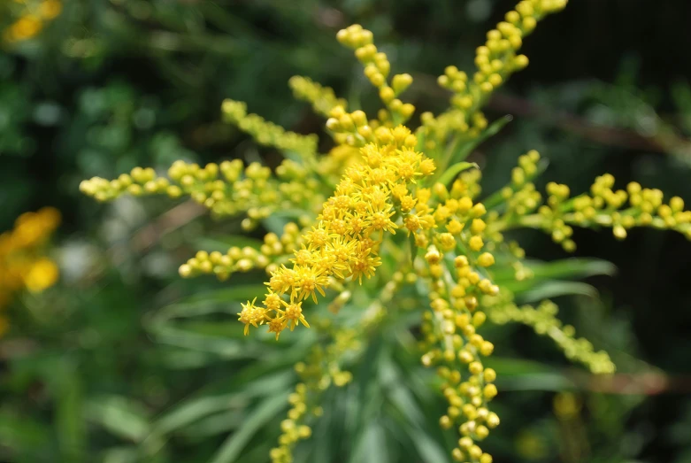 a close up picture of yellow flowers in the forest