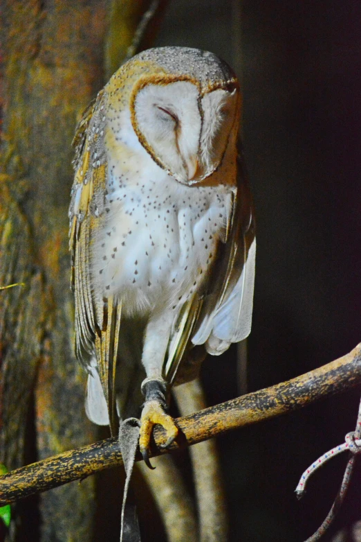 a big owl perched on a thin tree nch