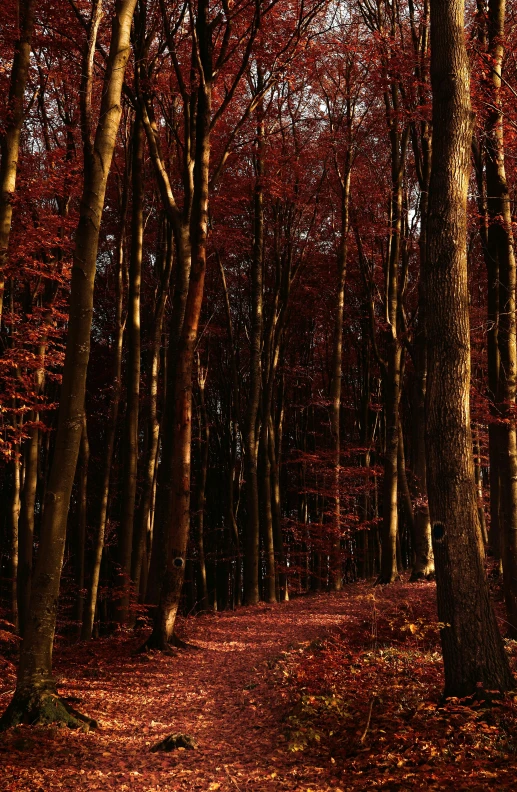 a path running through a wooded area surrounded by lots of trees