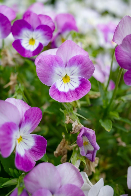 a bunch of pretty purple flowers in a garden