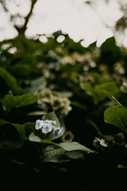 this is a close up of some flowers