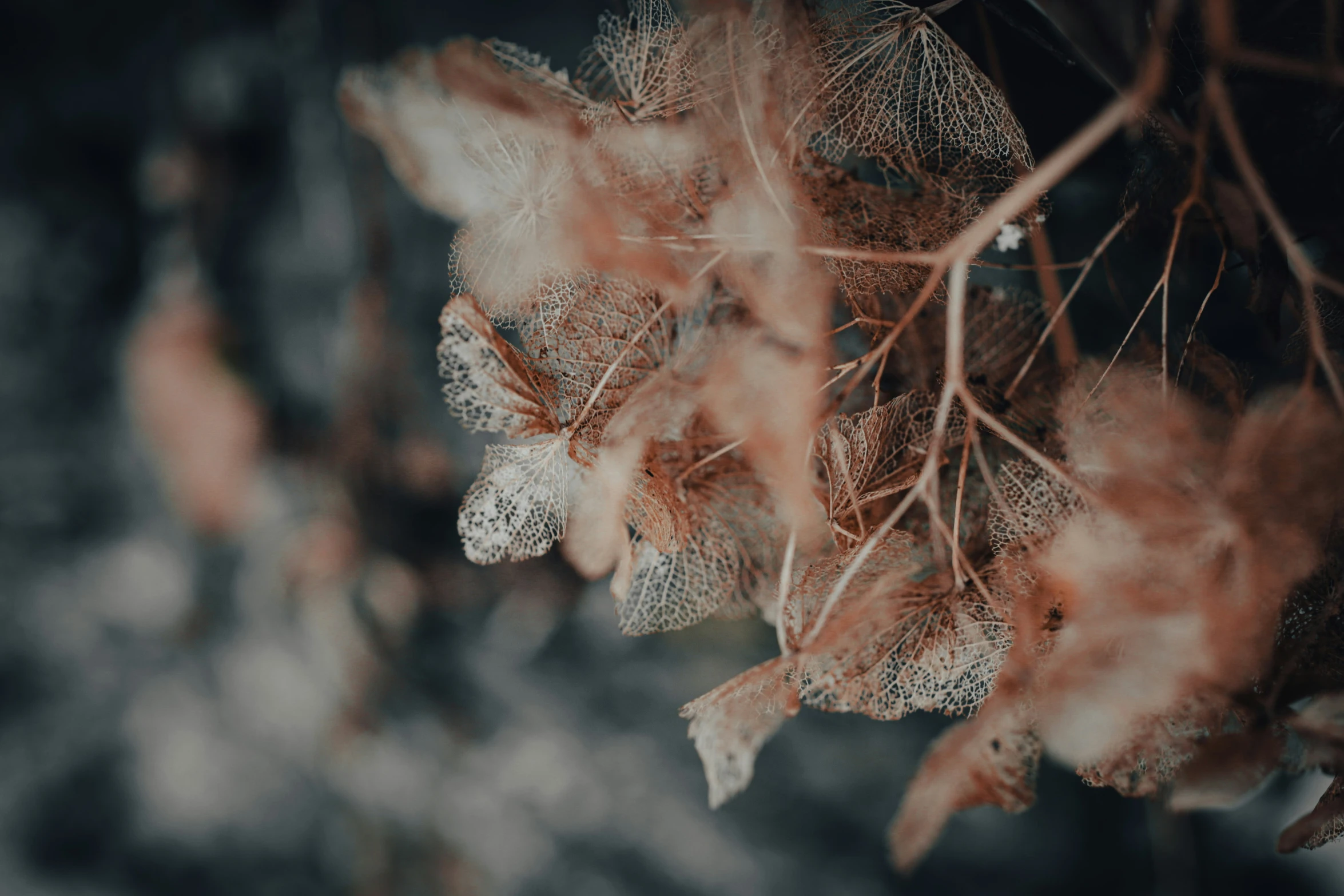 some thin leaves hang in the air