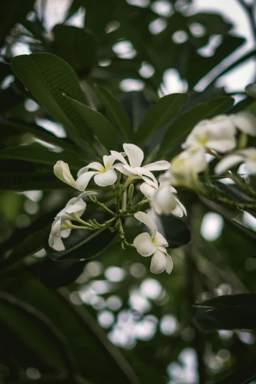 a close up of some white flowers near leaves