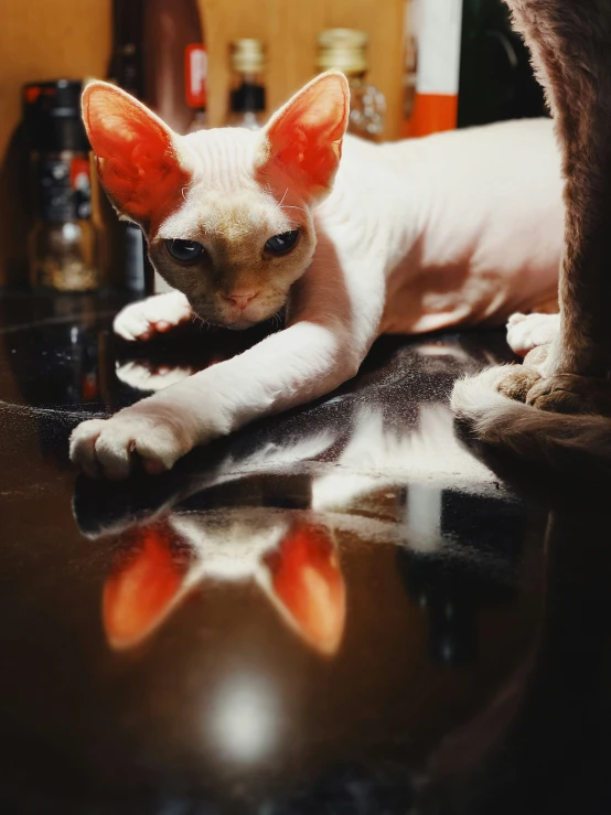 a cat laying on top of a table near a mirror