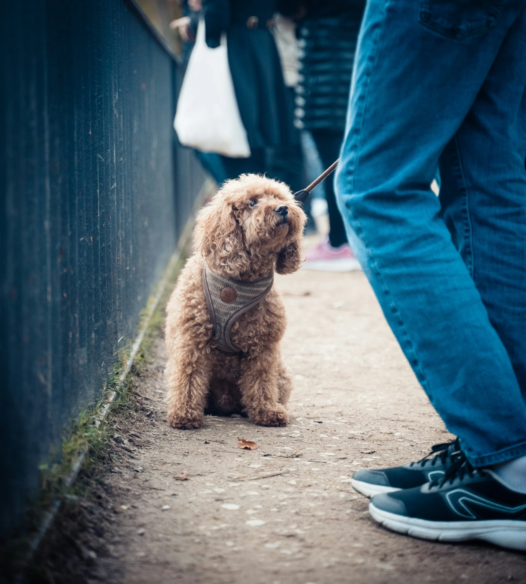 a person walking their dog by some people