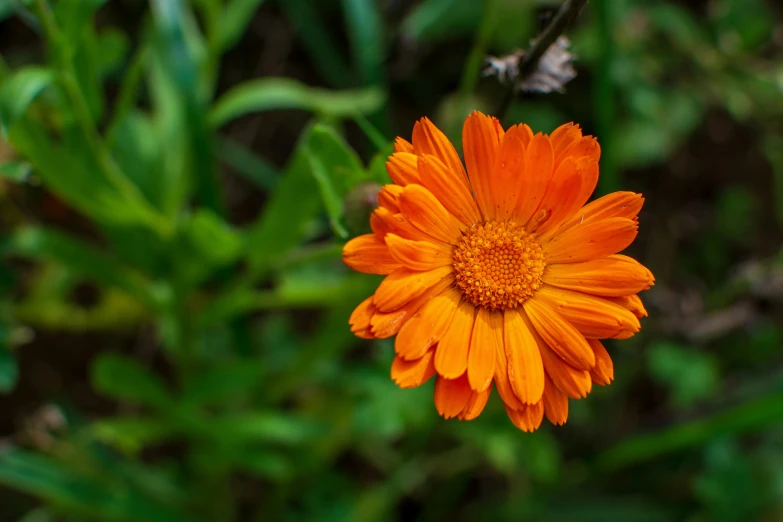 an orange flower growing next to a shrub