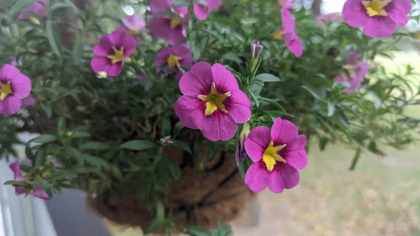 a bunch of purple flowers in a hanging basket