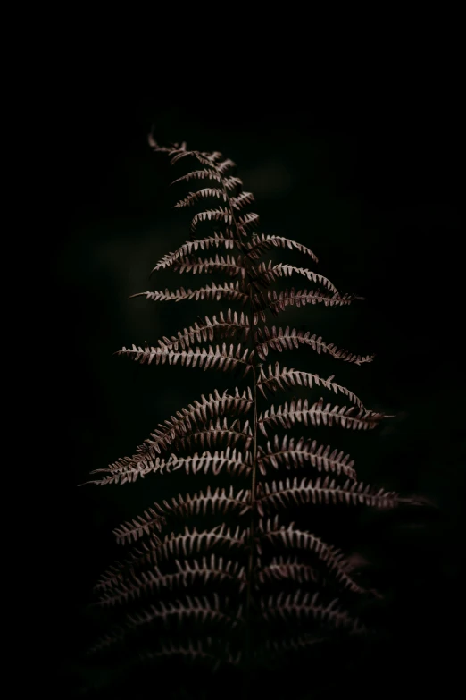 a close up view of a plant with an intricate design