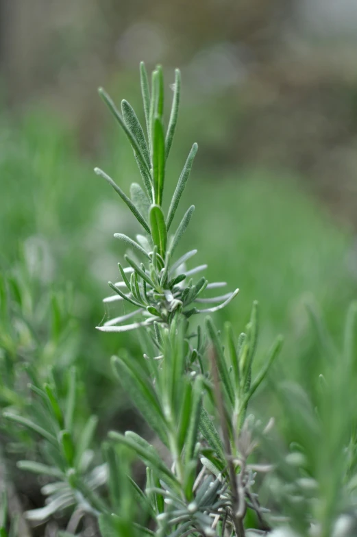 close up of the top leaves of a small plant