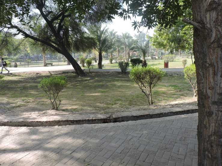 a walkway is in a park by a tree