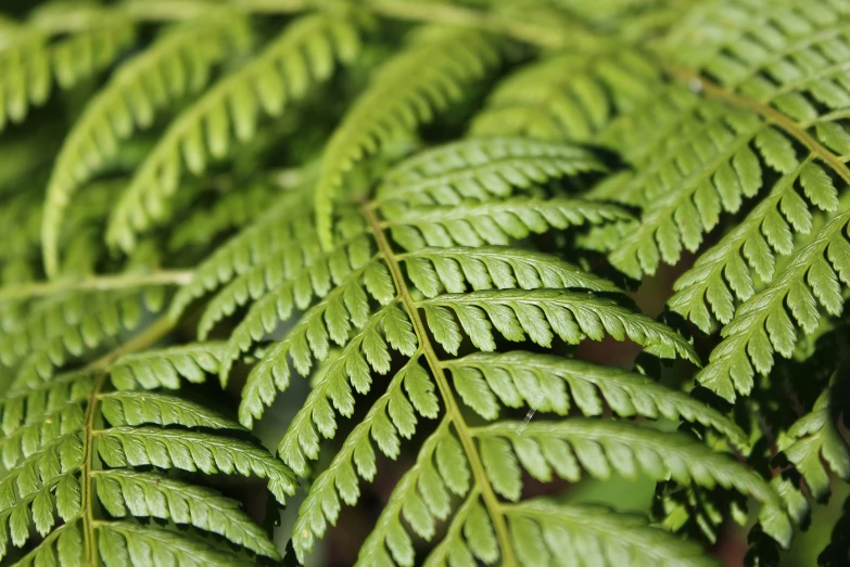 a close - up view of green plant leaves