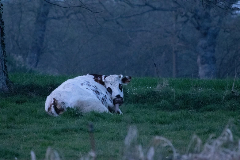 a cow is sitting in the grass next to some trees