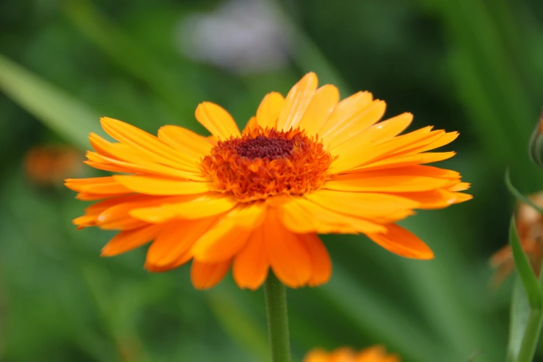 there is a bright orange flower with red center