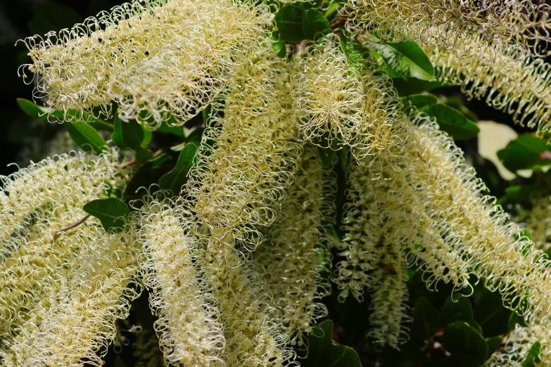 closeup of a flowered tree with white flowers