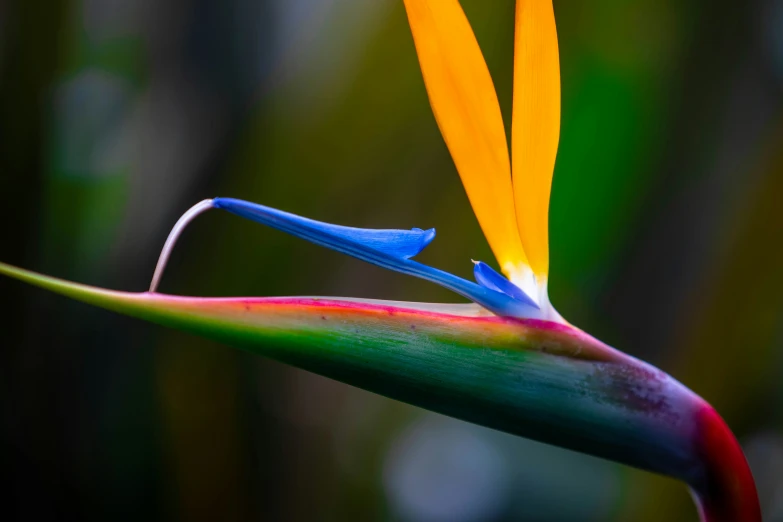 a bird of paradise flower opening to expose the underside