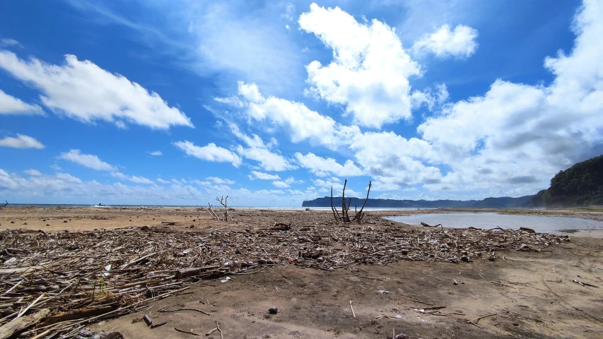 the grass and twigs are in the foreground as a clear blue sky over the ocean