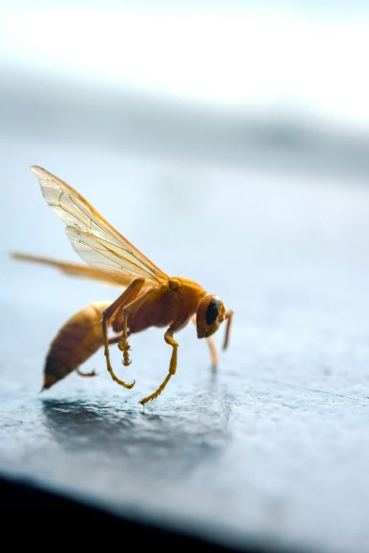 a tiny bug insect is standing on a table