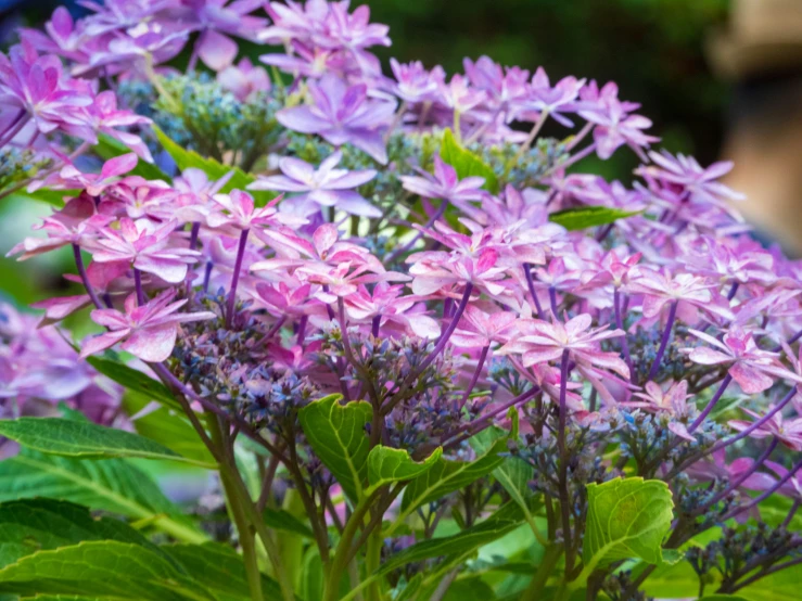 a cluster of lavender flowers with leaves and purple blooms