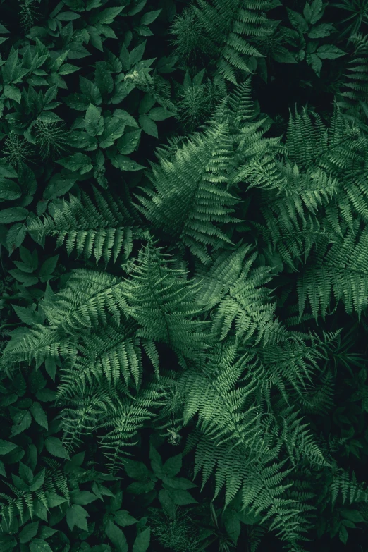 close - up of leaves, textured, textured wallpaper