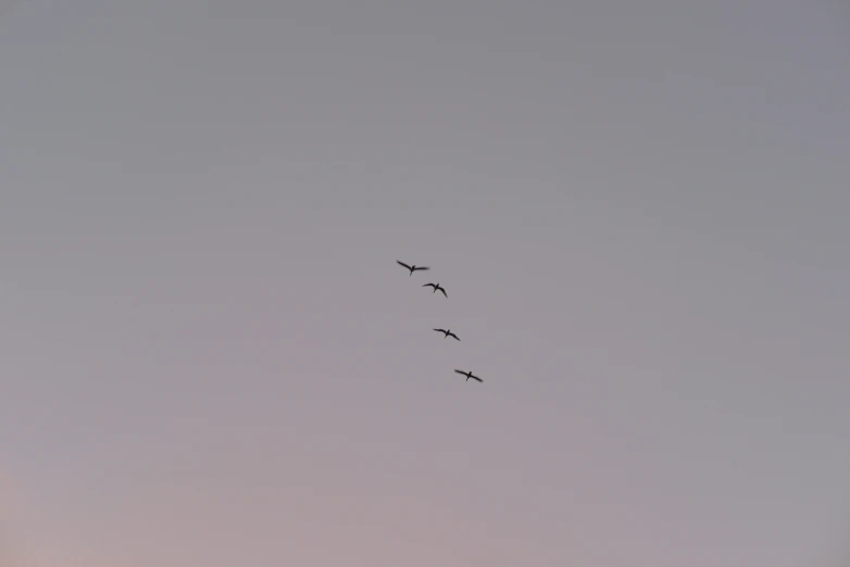 the birds fly high in the sky with the sun going down
