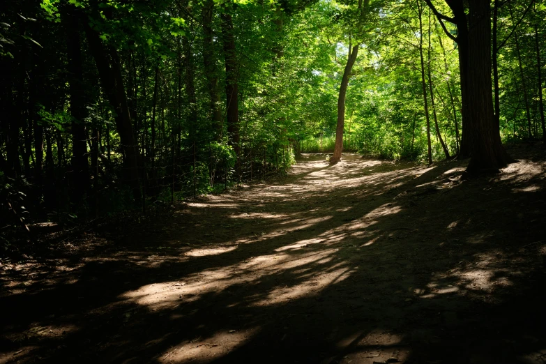 a trail leads through an area full of trees