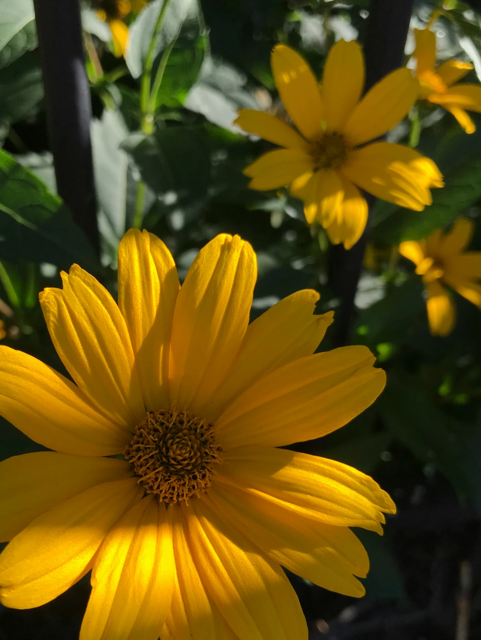 a couple of yellow flowers that are next to each other